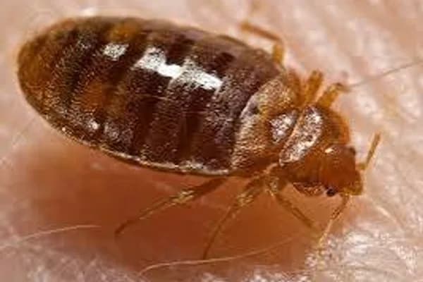 Bedbugs (Premium Only)