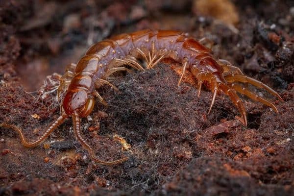 Centipedes