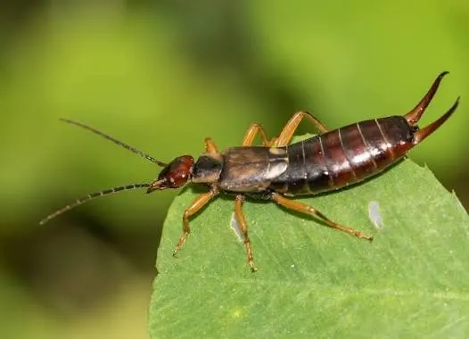 Earwigs