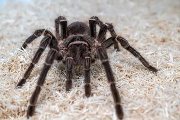 Spiders